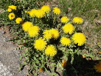 smetánka/pampeliška lékařská